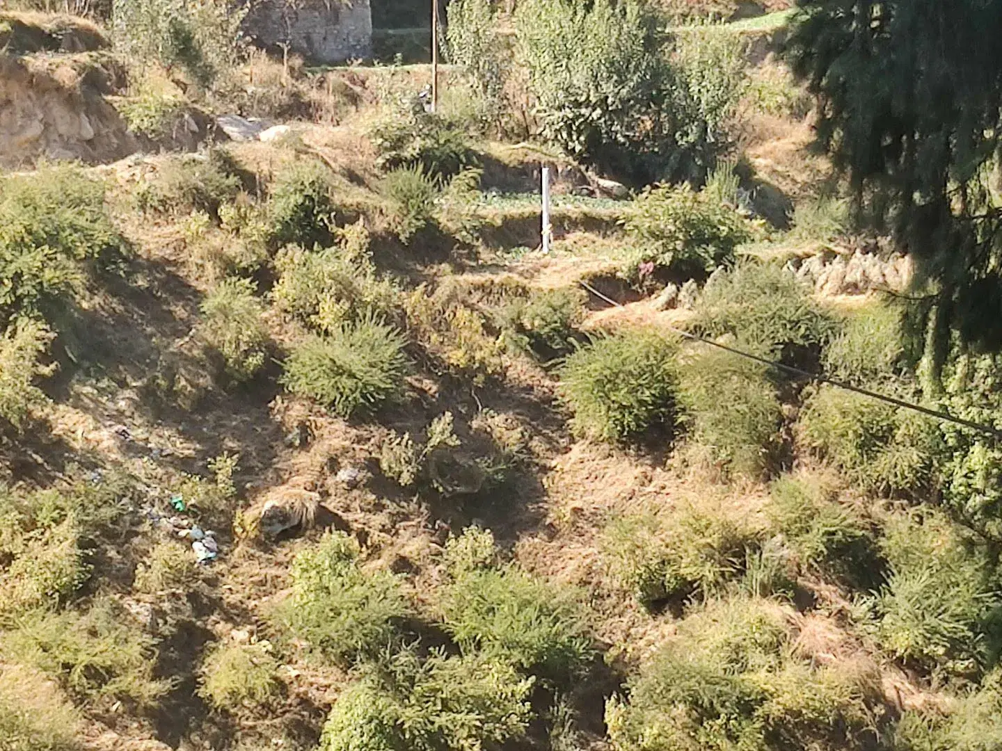 Small-Zipline-Himachal-4