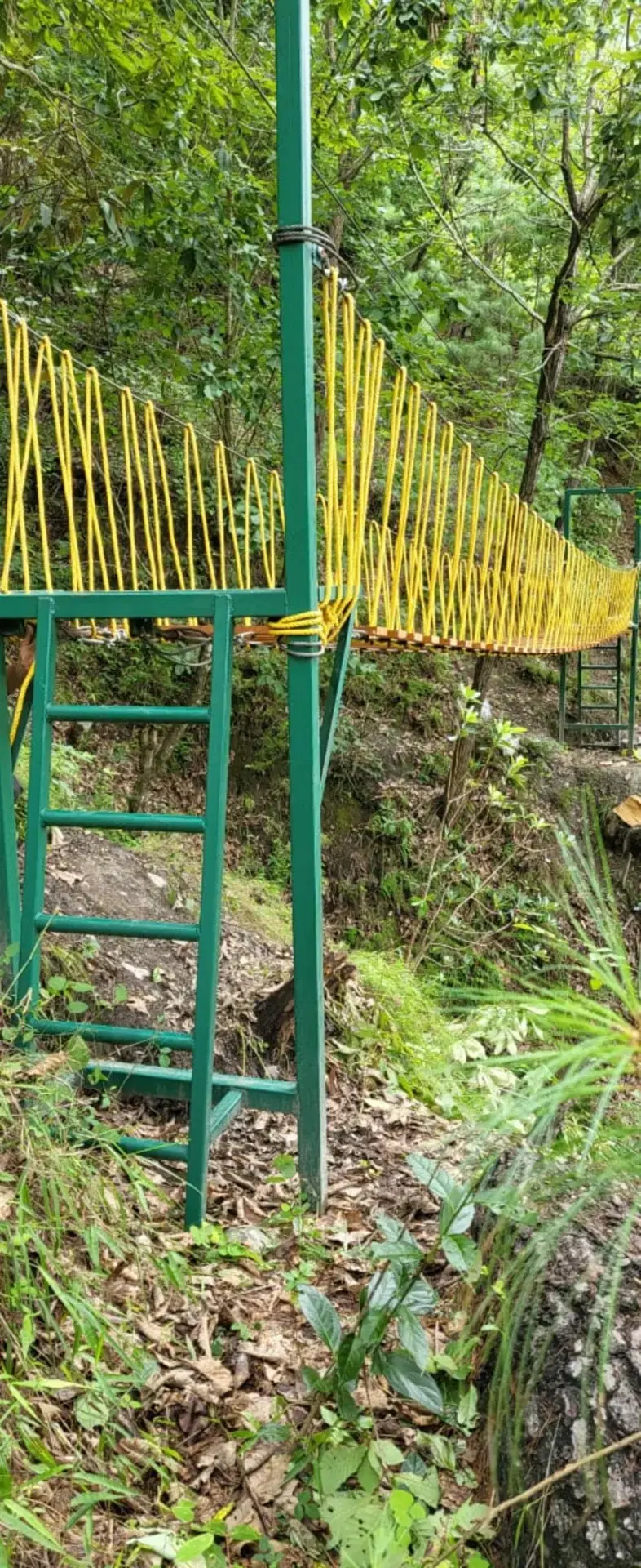Canopy bridge and ladder access at Tak Tai Home Stay woodland